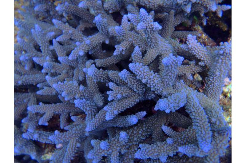Great Barrier Reef almost drowned; climate implications