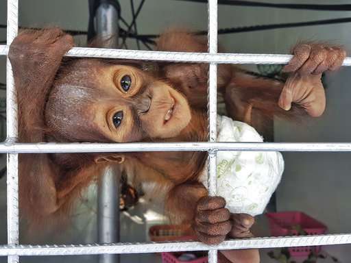 Group: Orangutan orphans a sign of habitat destruction