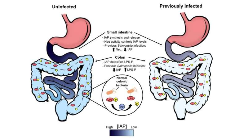 Gut reaction: Repeated food poisoning triggers chronic disease