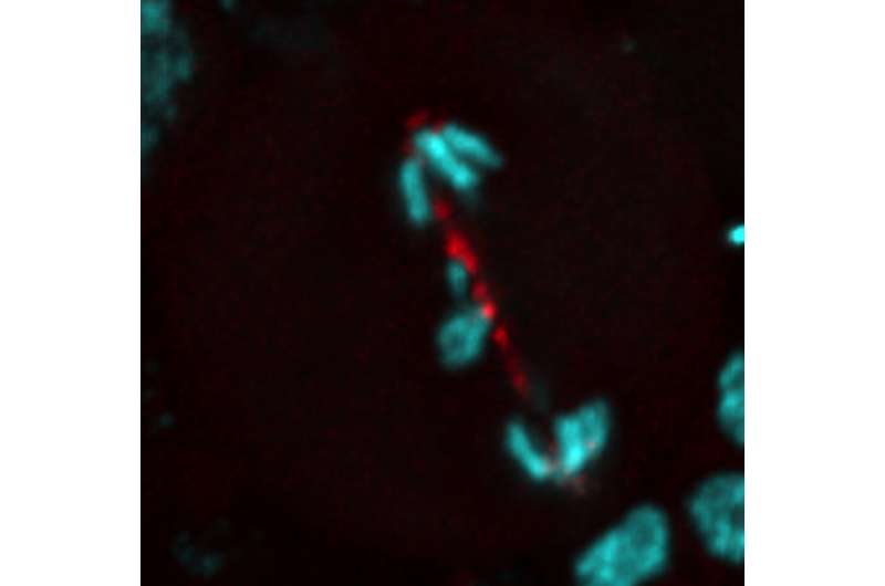 'Hail Mary' mechanism can rescue cells with severely damaged chromosomes