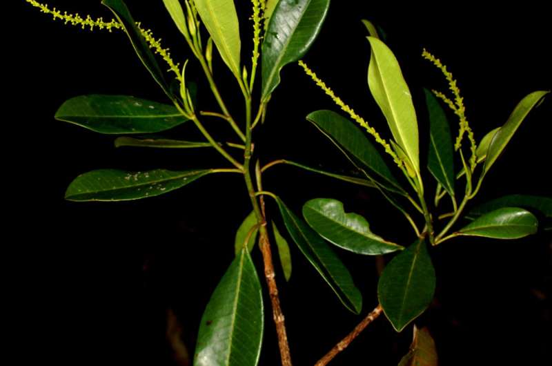 Hidden Inca treasure: Remarkable new tree genus discovered in the Andes