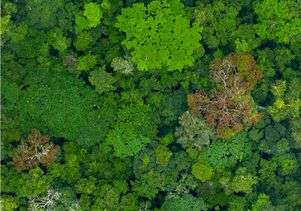 High-tech rainforest map brings climate and conservation efforts into sharp relief
