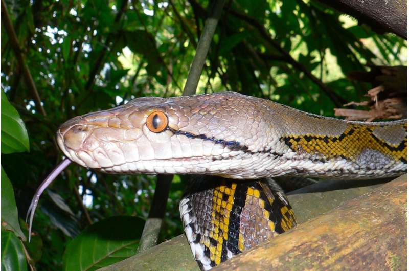 Hope for improving protection of the reticulated python