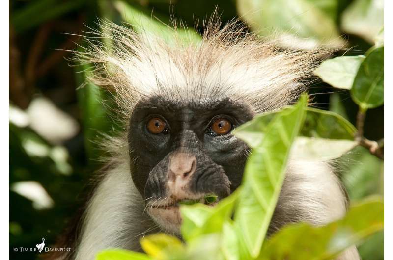 Hope for one of the world's rarest primates: First census of Zanzibar Red Colobus monkey