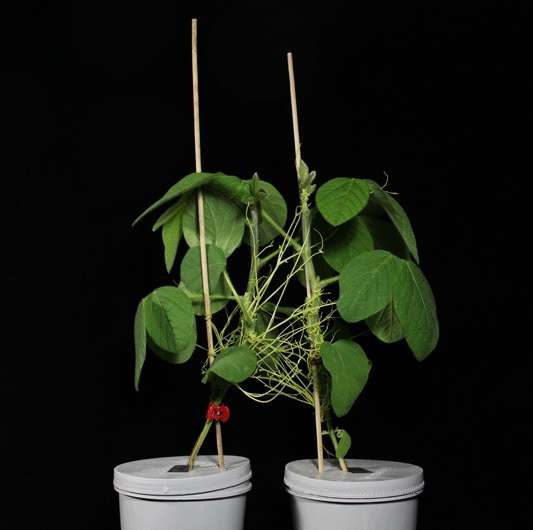 Host plants communicate warning signals through a parasite network, when insects attack