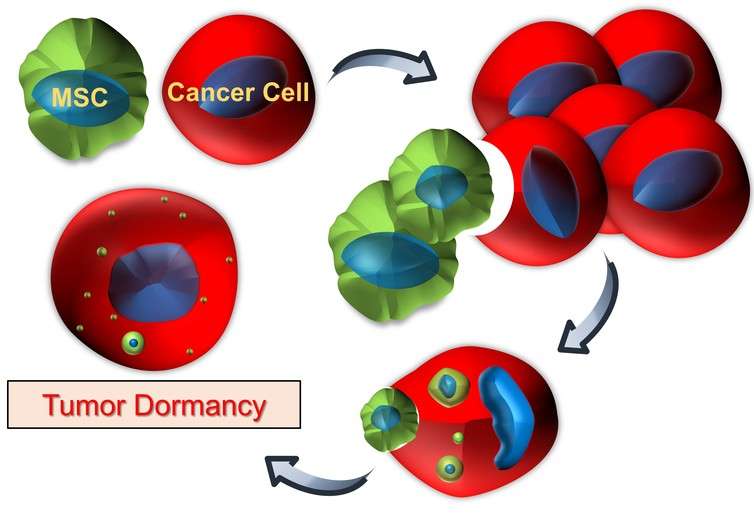 How 'cannibalism' by breast cancer cells promotes dormancy: A possible clue into cancer recurrence
