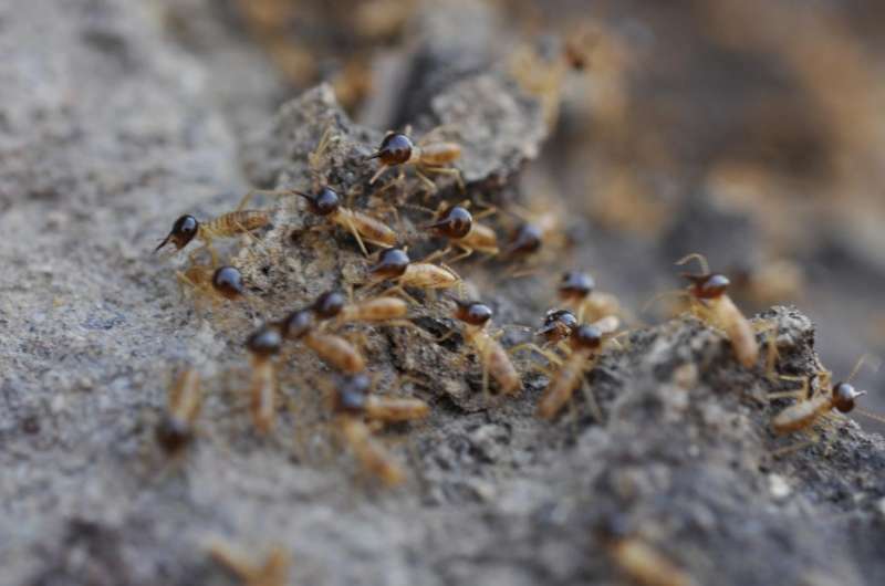 How cathedral termites got to Australia to build their 'sky-scrapers'