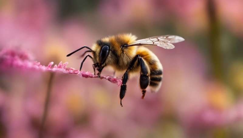 How home security resembles dancing honeybees