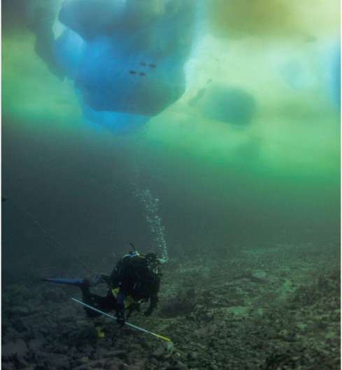 How much carbon can polar seafloor ecosystems store?