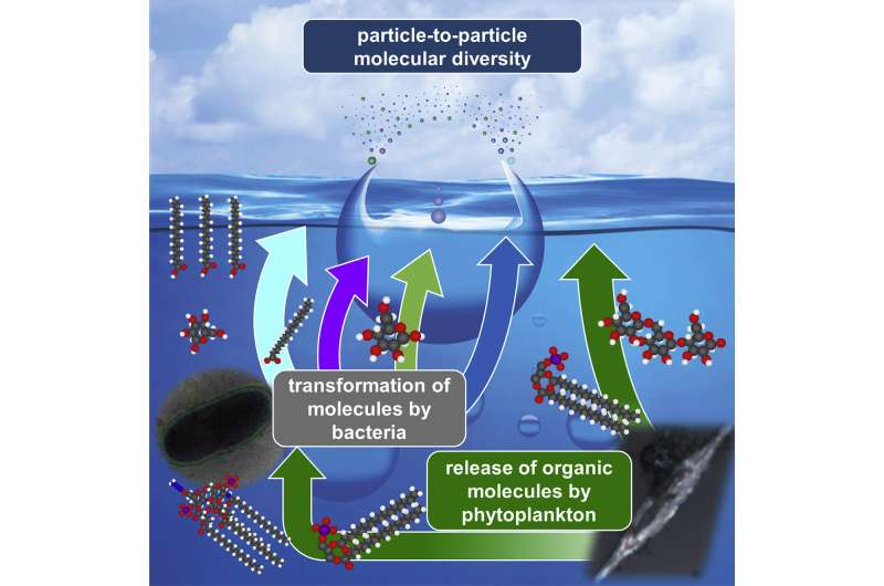 How plankton and bacteria shape ocean spray