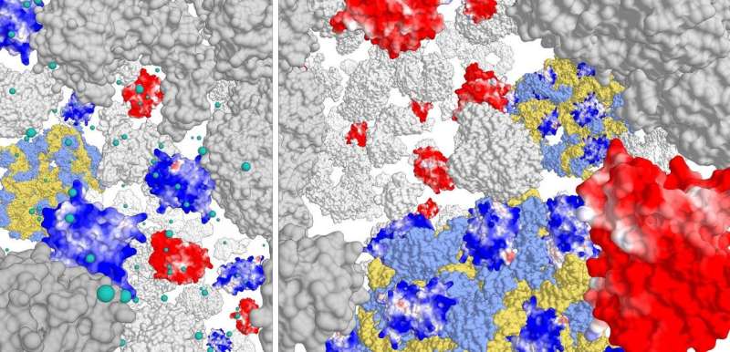 How ribosomes shape the proteome