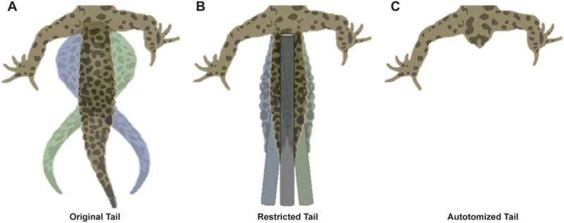 How tails help geckos and other vertebrates make great strides