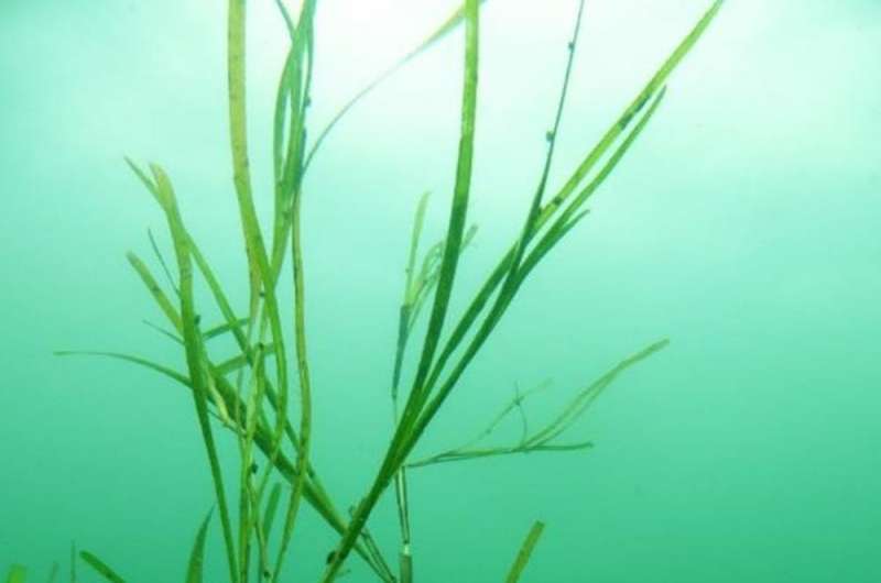 How underwater gardening can rewild the Atlantic Ocean