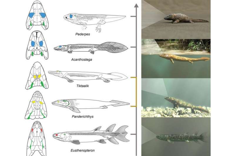 How vision may have driven fishes onto land