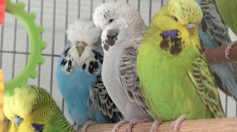 How yellow and blue make green in parrots