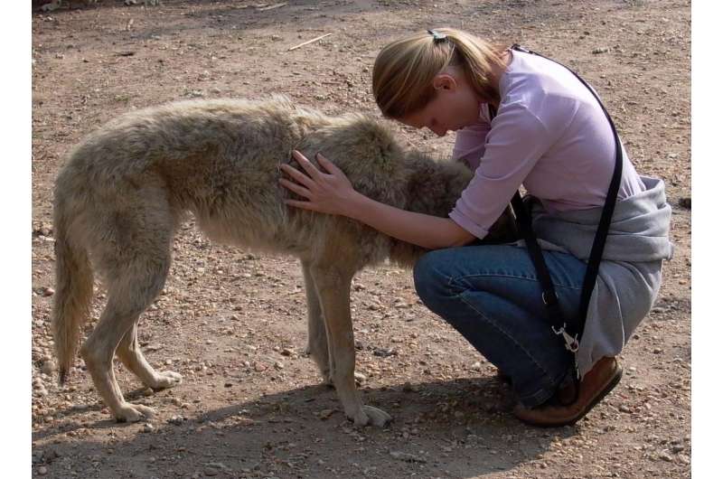 Human reared wolves found to display signs of attachment and affection towards foster-parents