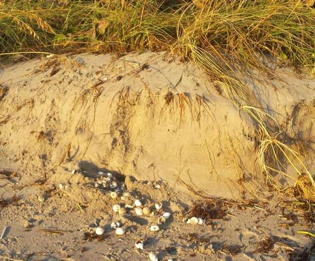 Hurricane exposes and washes away thousands of sea turtle nests