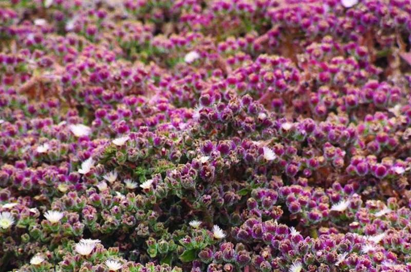 Ice plant to help fight global warming effects on bioenergy crops