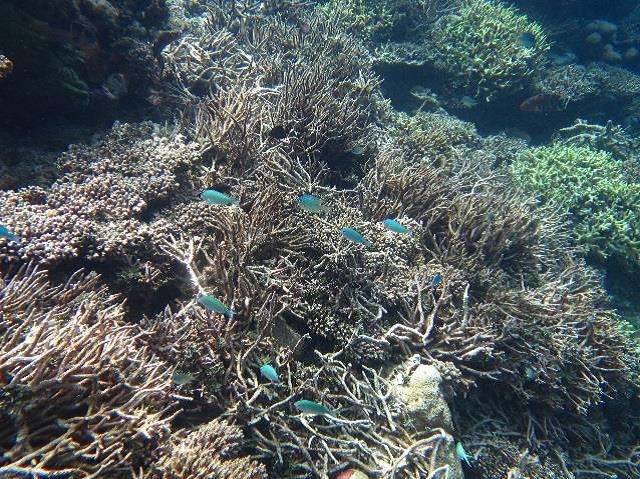 Impacts of mass coral die-off on Indian Ocean reefs revealed
