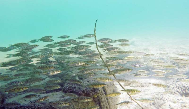 Individuality drives collective behavior of schooling fish
