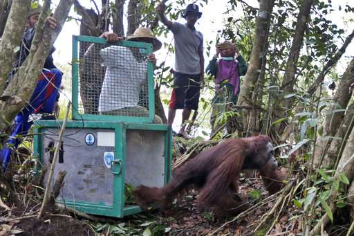 Indonesia orangutan sanctuary says villagers encroaching