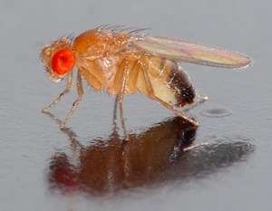Inflammatory responses in flies give insights into human diseases