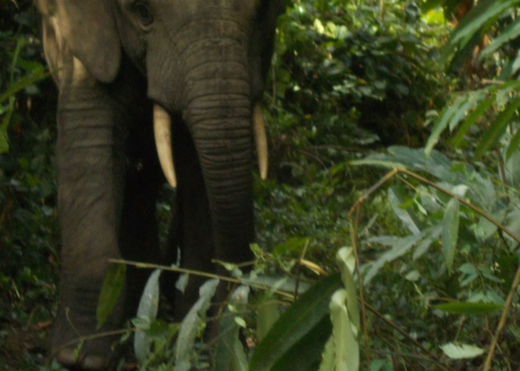 Initial survey results reveal a worrying decline in Guinea’s forest elephant population