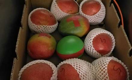Innovative sensor monitors fruit cargo