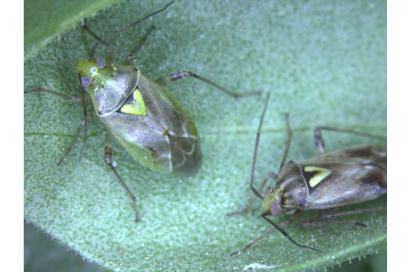 Insect 'anti-antiaphrodisiac' tells males when females are ready to mate