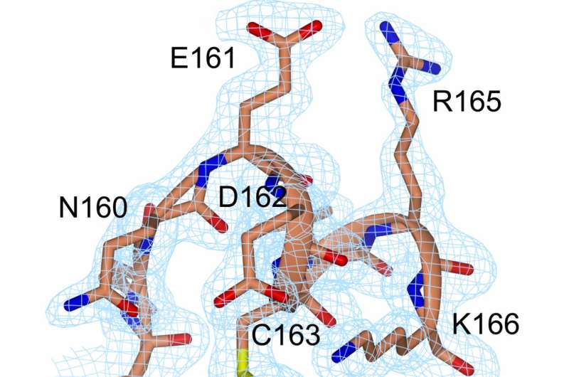 Insights into closed enzymes