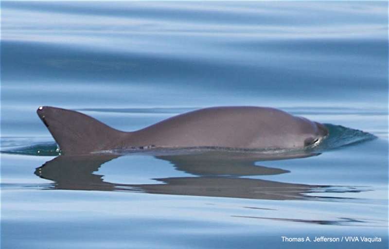 International effort announced to try to save the world's most endangered marine mammal