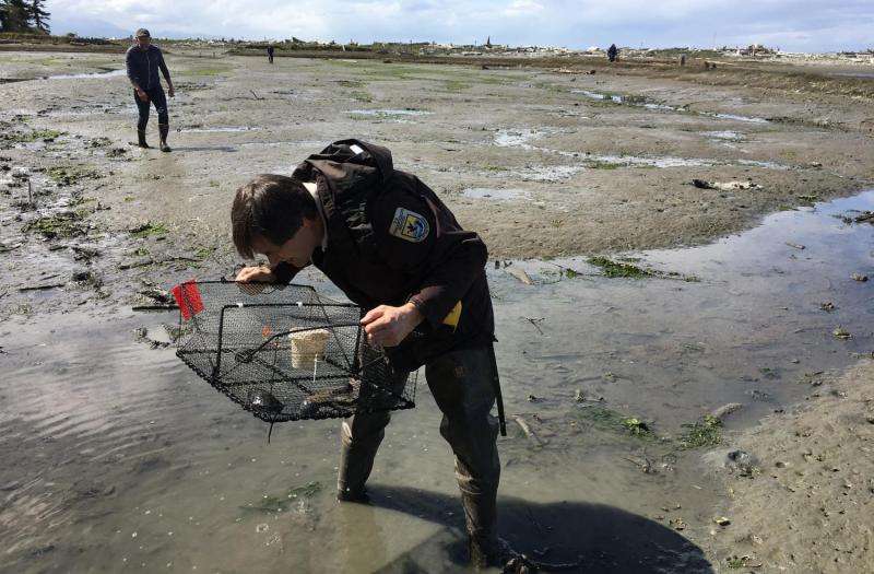 Invasive green crab found near Sequim, Washington