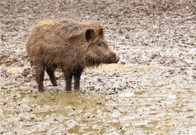 Invasive wild pigs leave a growing swath of destruction across U.S.
