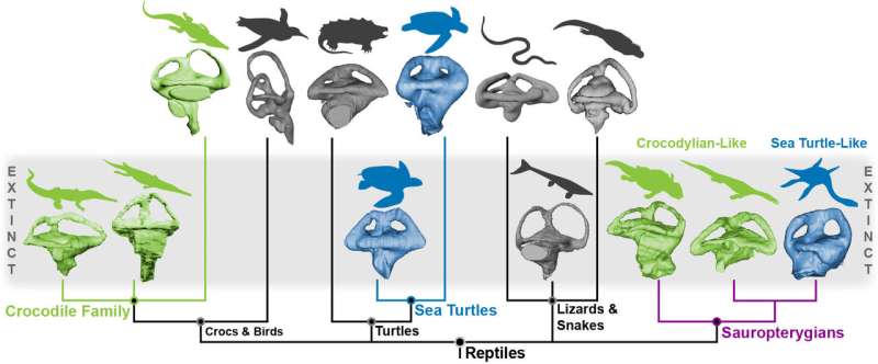 It's all in the ears: Inner ears of extinct sea monsters mirror those of today's animals
