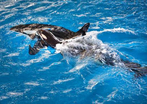 It's an orca! Last killer whale is born at a SeaWorld park