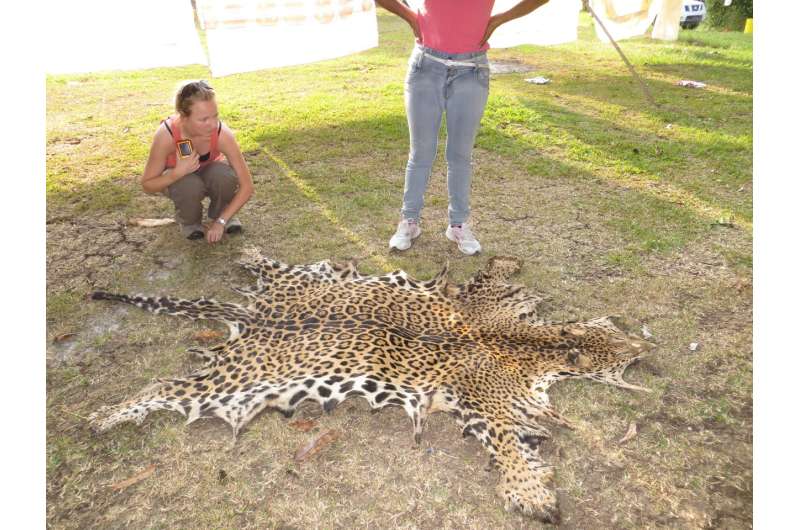 Jaguar conservation depends on neighbors' attitudes