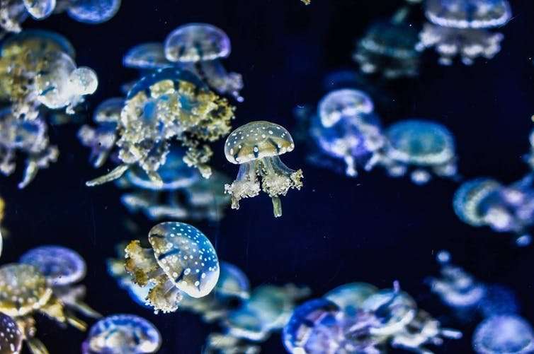 Jellyfish have superpowers – and other reasons they don't deserve their bad reputation