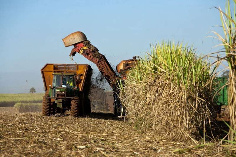 Jet fuel from sugarcane a realistic prospect