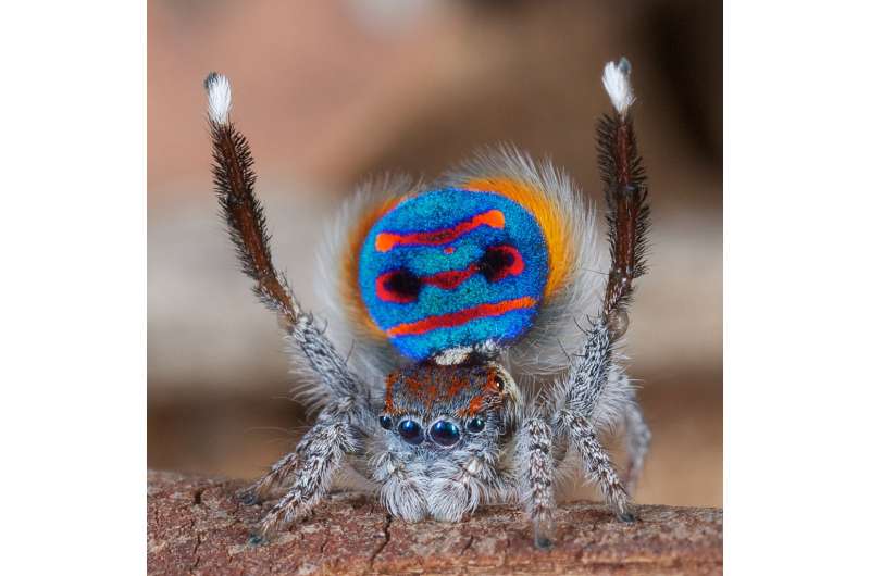 Jumping spiders court in color
