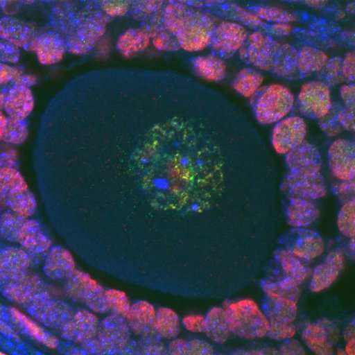 Keeping egg cells fresh with epigenetics