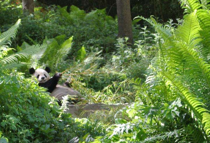 Keeping pandas off endangered list ledge