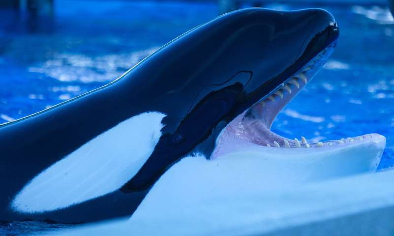 'Killer' toothaches likely cause misery for captive orca