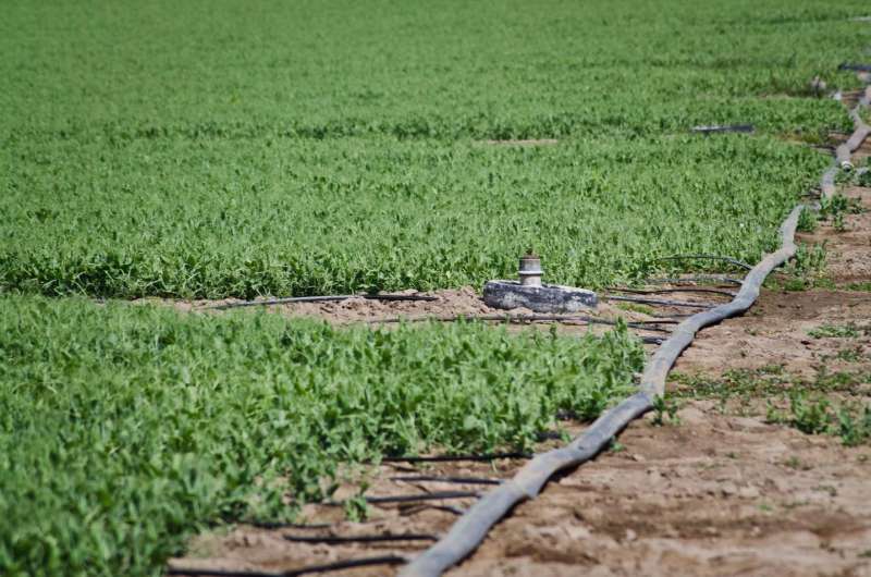 Leaf sensors can tell farmers when crops need to be watered