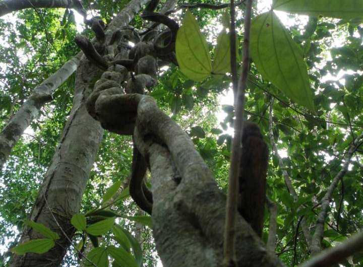 Lianas stifle tree fruit and seed production in tropical forests