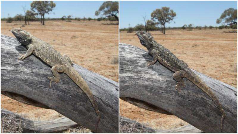 Lizards keep it local when it comes to colour change