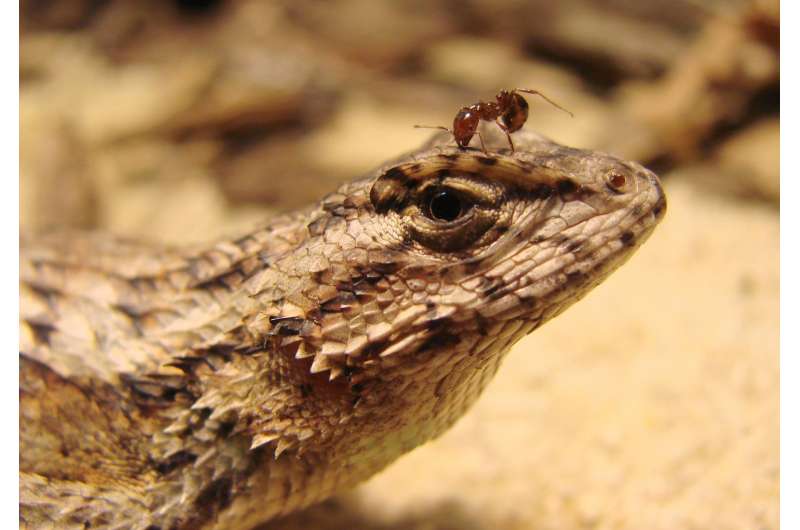 Lizards may be overwhelmed by fire ants and social stress combined