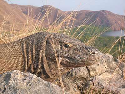 Lizard venom may contain clues to treating blood clots