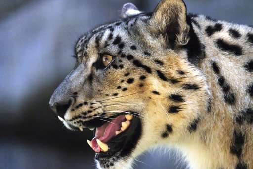 Long-endangered snow leopard upgraded to 'vulnerable' status