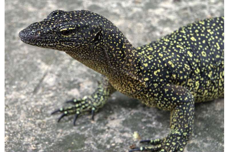 Long lost monitor lizard 're-discovered' on Papua New Guinean island