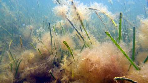 Long-term eelgrass loss due to joint effects of shade, heat